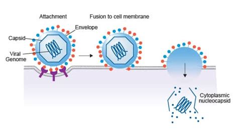 2. Cellular entry and uncoating of enveloped viruses.